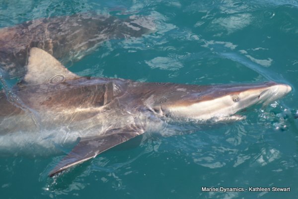 Bronze Whaler Shark, South Africa